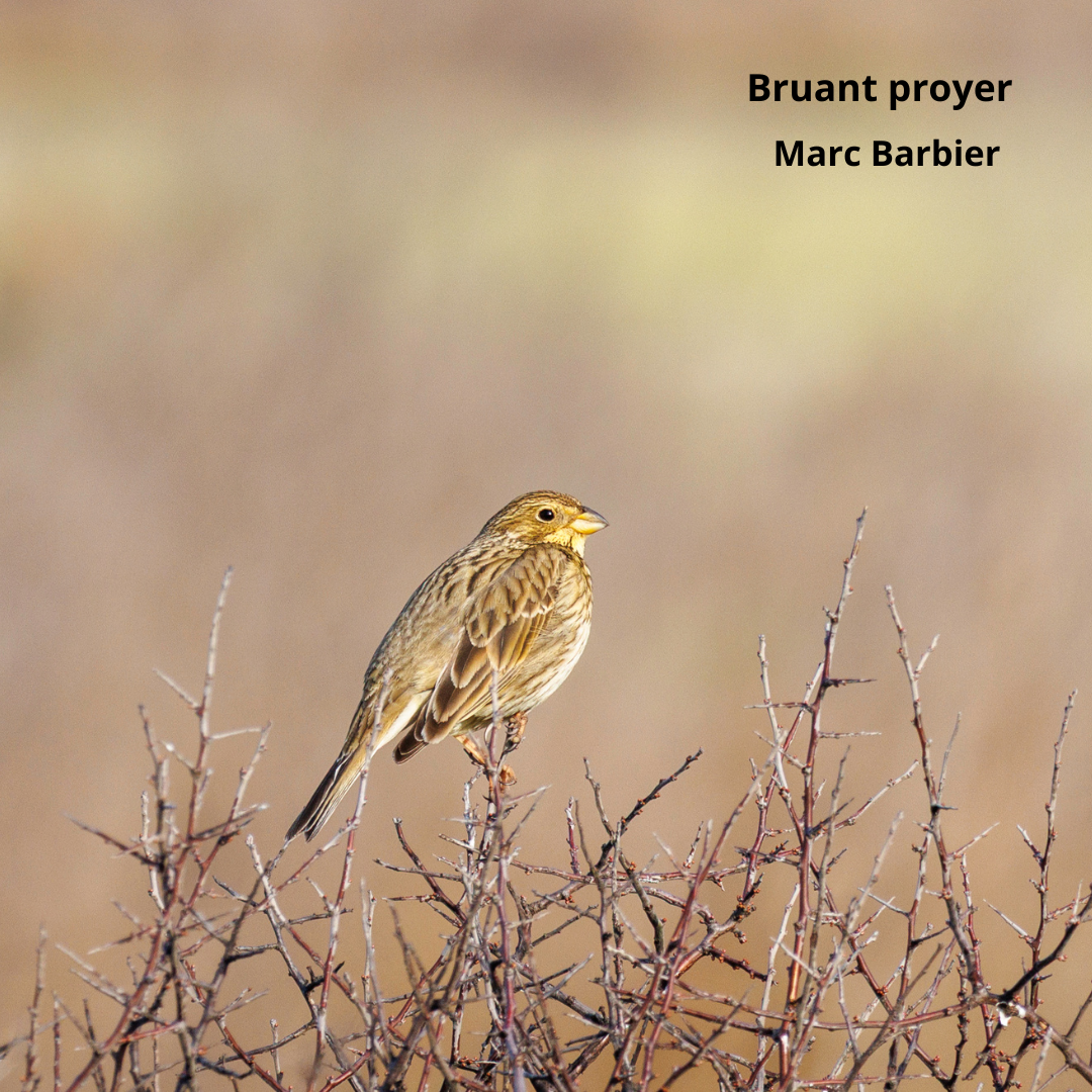 Les voix vertes de la voie verte. Initiation à l'écoute des chants d'oiseaux